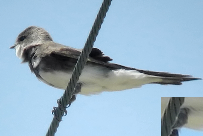 Pale Martin