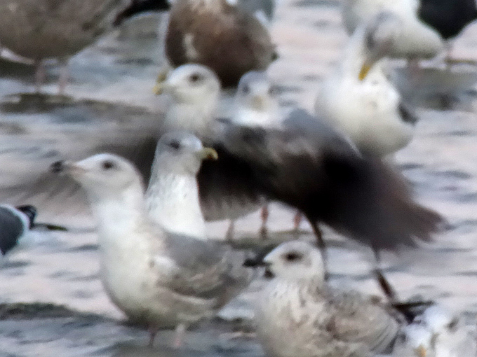 Gangneung Gull