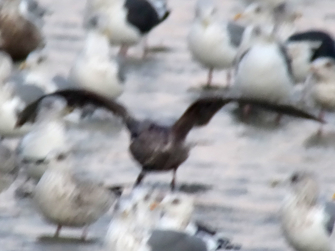 Gangneung Gull