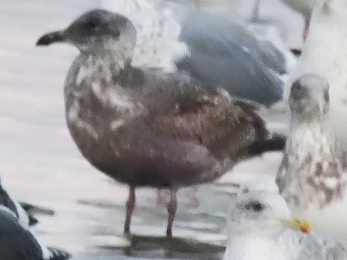 Gangneung Gull
