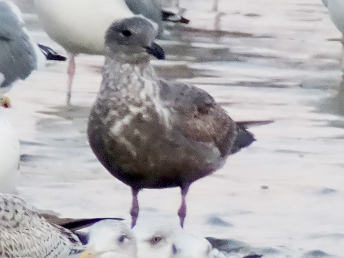 Gangneung Gull