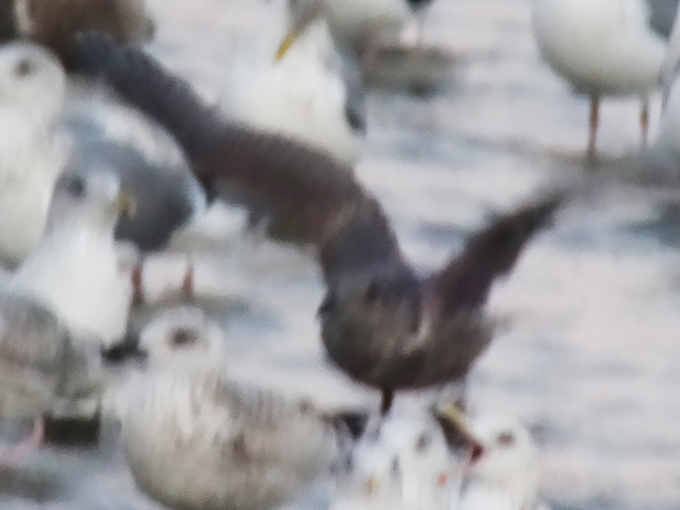 Gangneung Gull