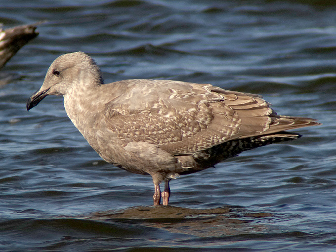 Glaucous-winged Slaty-backed Gull