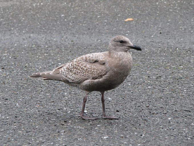 First-winter Olympic Gull