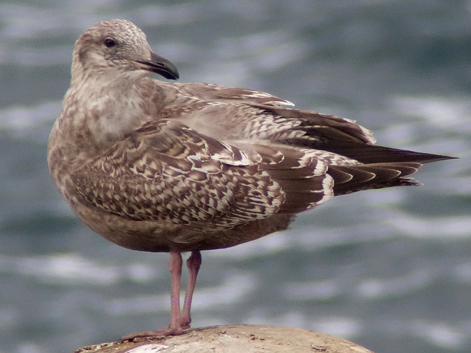 First-winter Slaty-backed Gull