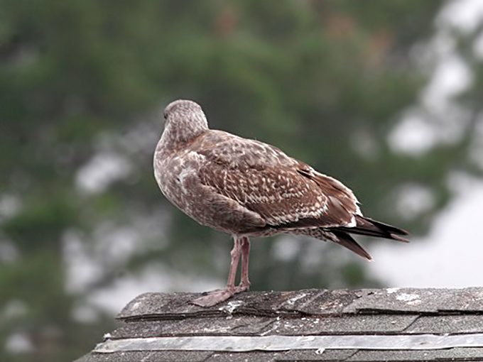 First-winter Western Gull