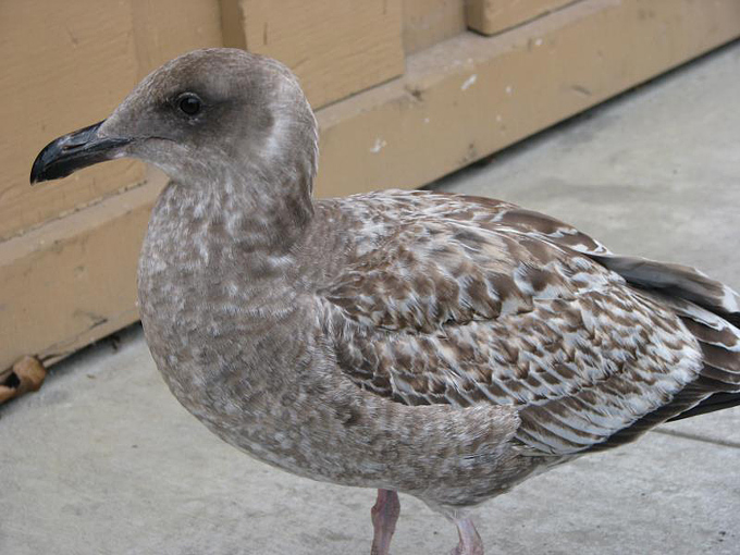 First-winter Western Gull