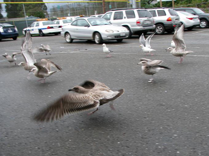 First-winter Western Gull