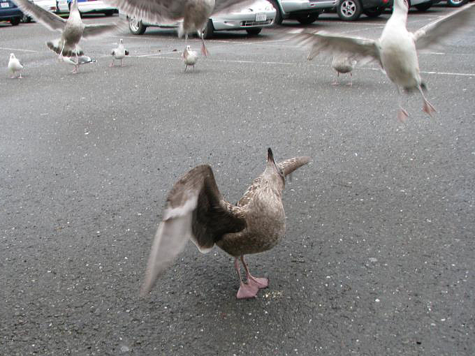 First-winter Western Gull