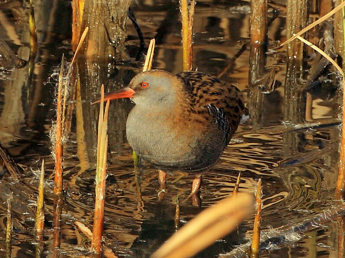 Western Water Rail