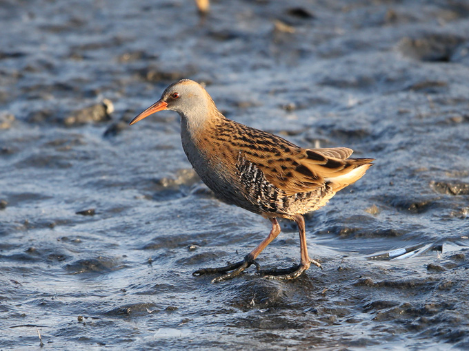 Western Water Rail