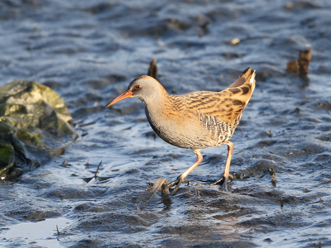 Western Water Rail