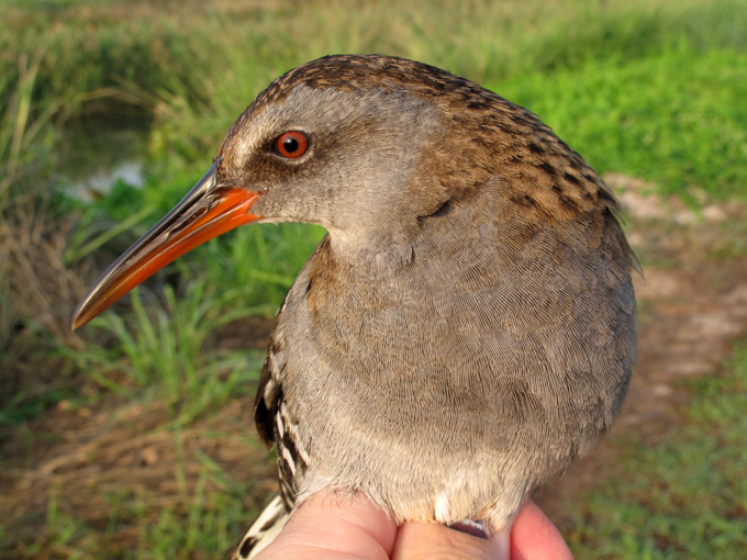 Western Water Rail
