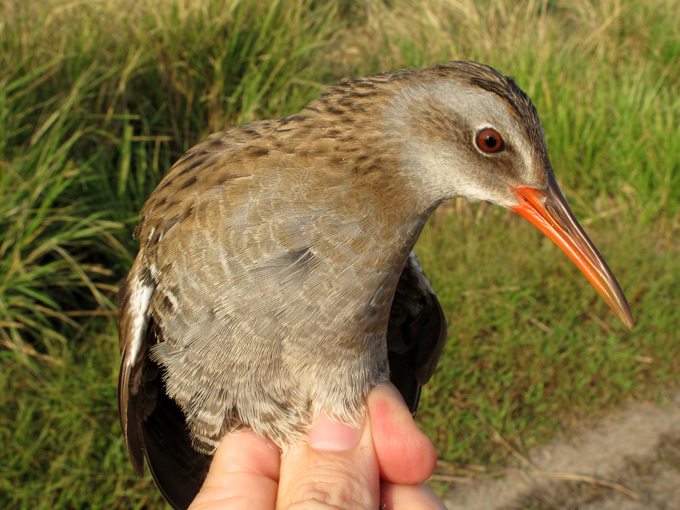 Western Water Rail