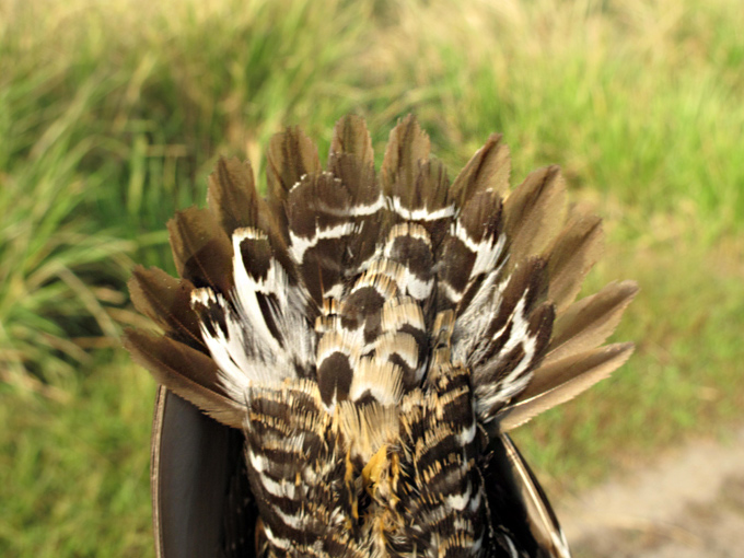 Western Water Rail