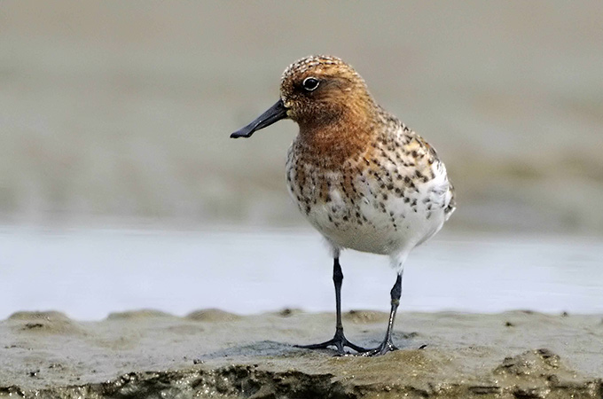 Spoon-billed Sandpiper