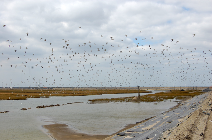 Shorebirds at Rudong