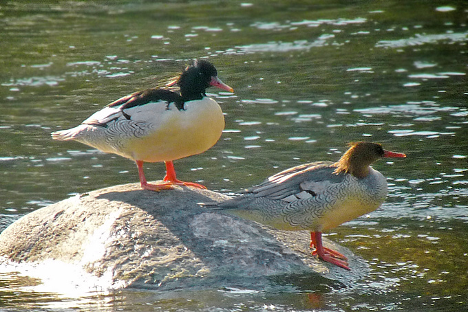 Scaly-sided Merganser