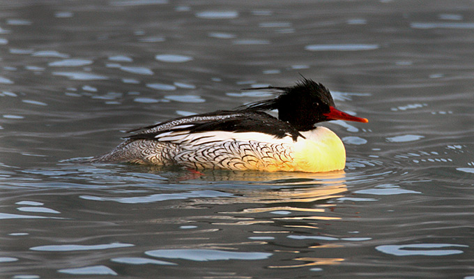 Scaly-sided Merganser