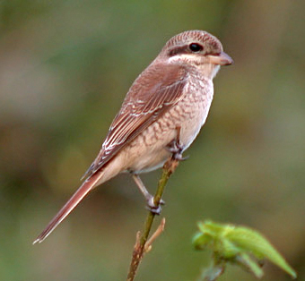 Red-backedShrike