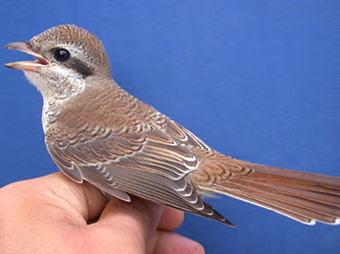 Red-backedShrike