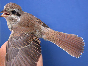 Red-backedShrike