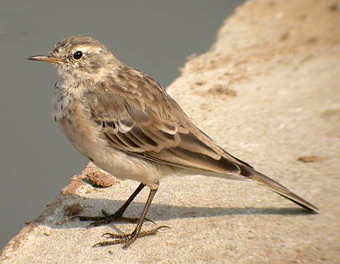 Water Pipit