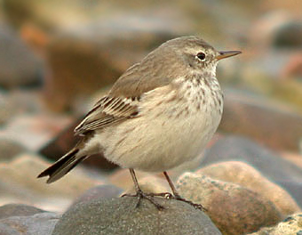 Water Pipit
