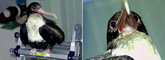 Great Frigatebird