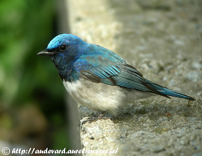 Blue-and-white Flycatcher