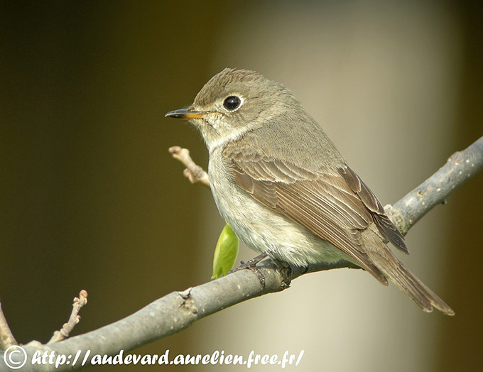 Asian Brown Flycatcher