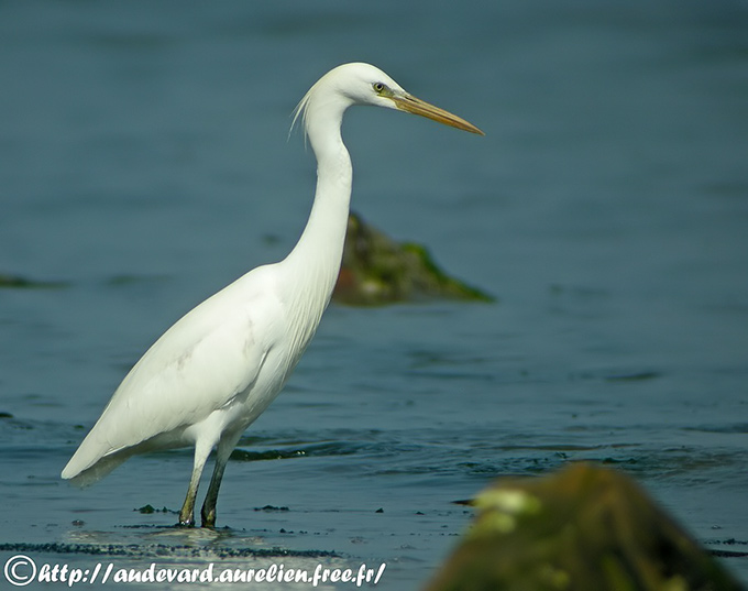 Chinese Egret