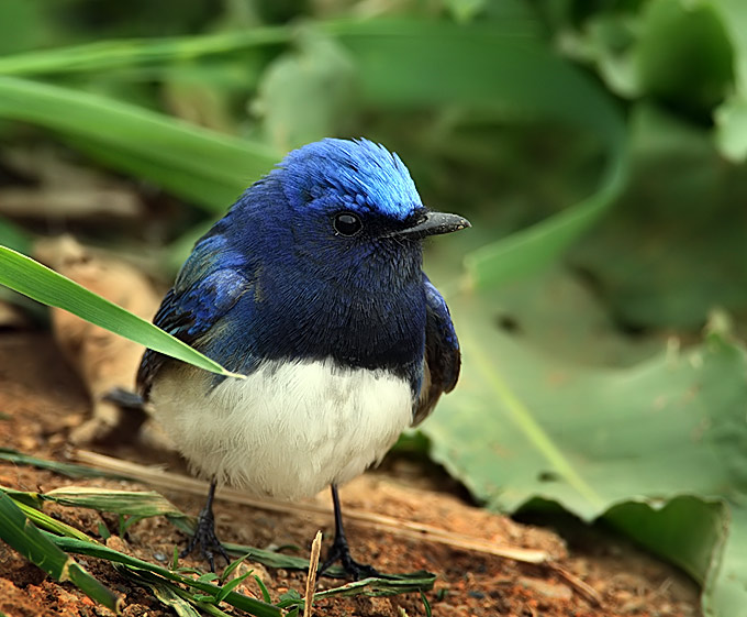 Blue-and-White Flycatcher