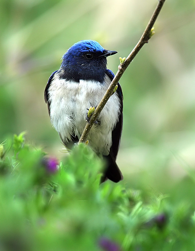 Blue-and-White Flycatcher