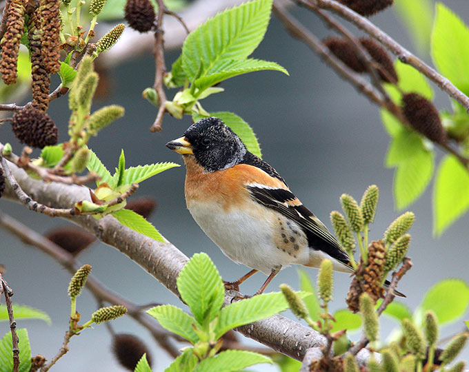 Brambling