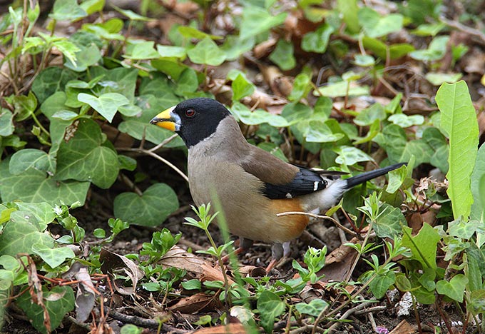 Chinese Grosbeak