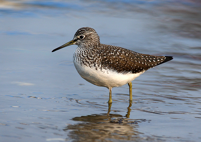 Green Sandpiper
