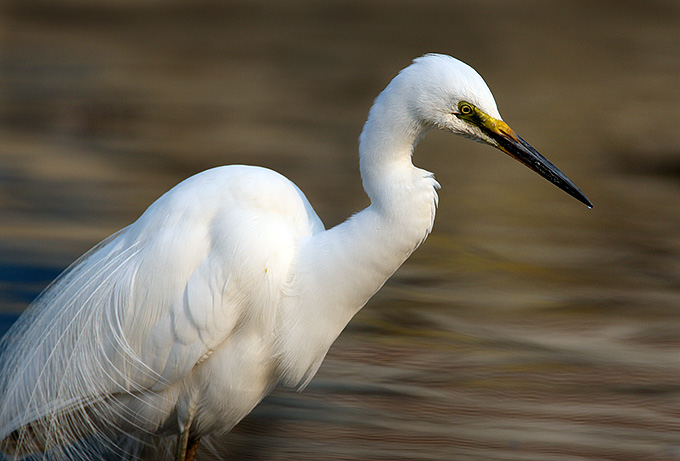 Intermediate Egret