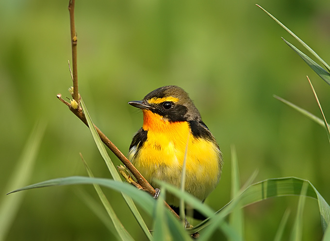 owstoni Narcissus Flycatcher