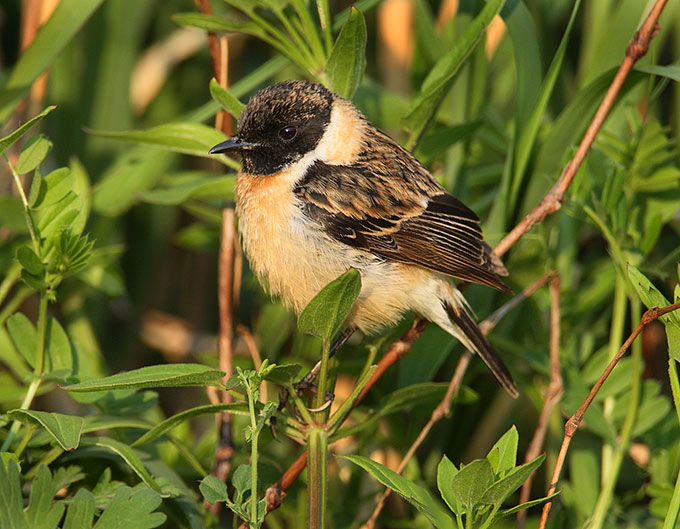 Siberian Stonechat