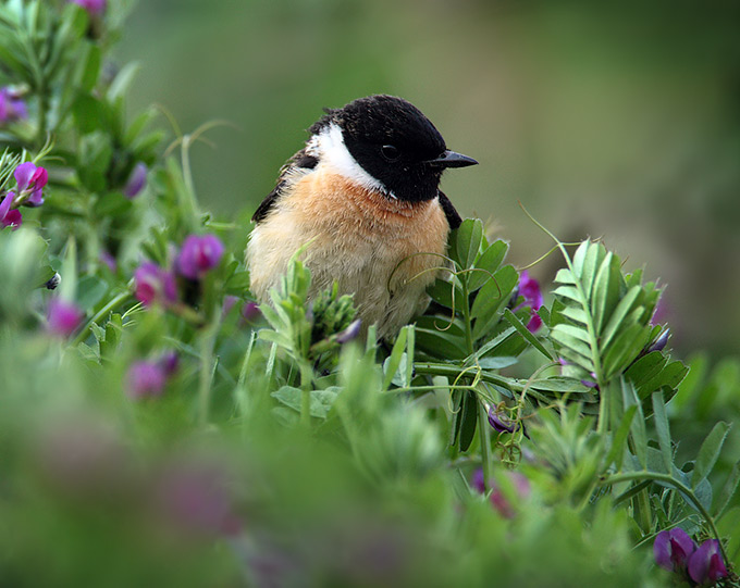 Siberian Stonechat
