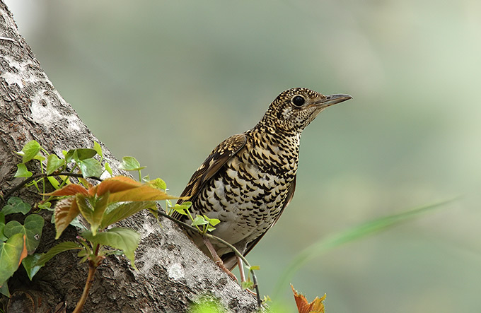 White's Thrush