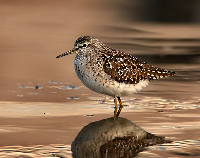 Wood Sandpiper