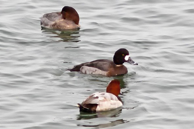 1. Greater Scaup female