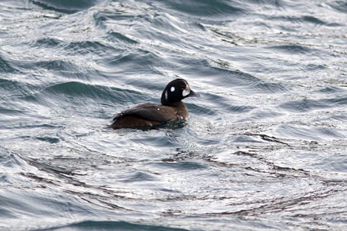 Harlequin, Guryongpo