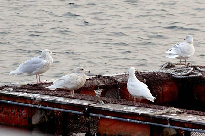 Glaucous Gulls near Songiho