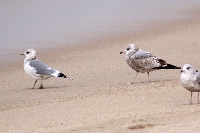 Common Gulls near Uljin