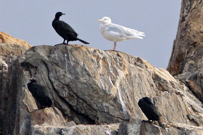 Pelagic Cormorants with Glaucous adult