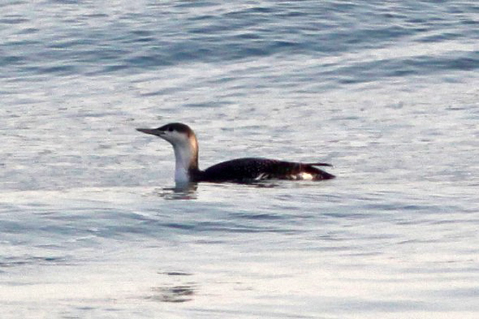 Red-throated Diver near Songiho