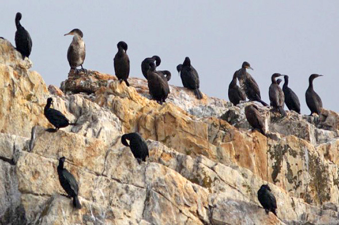 Pelagic Cormorants (with 2 Temmincks), near Hwajinpo